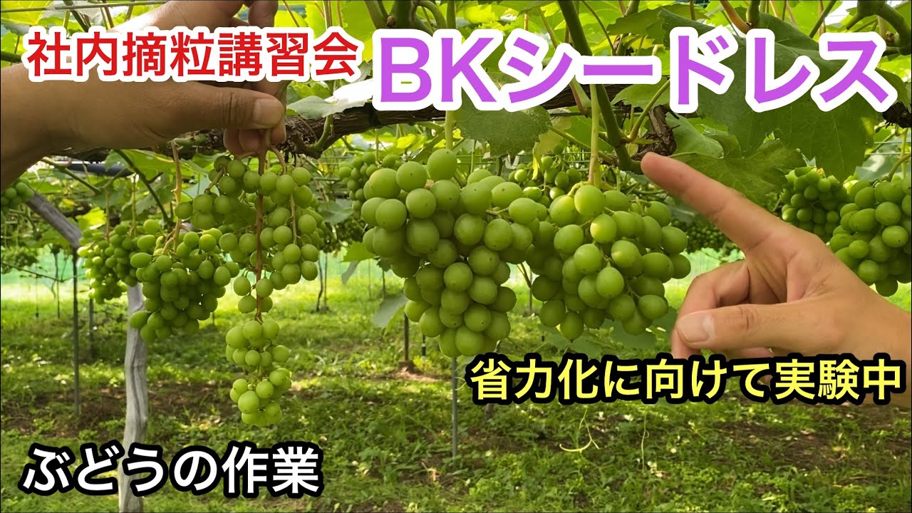 「ぶどうの作業」BKシードレスの社内摘粒講習会を開催しました！