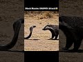 BLACK MAMBA Vs HONEY BADGER 