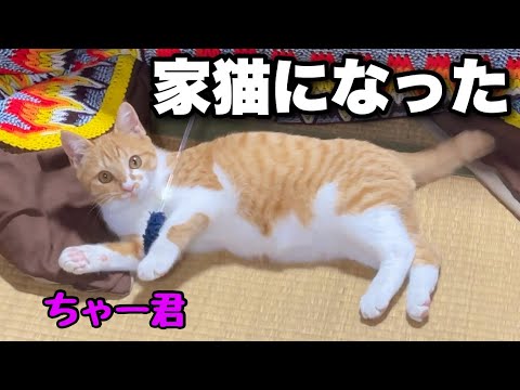 新しく家猫になった子猫のちゃー君とキャットタワーを作りました - YouTube
