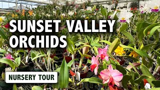 Sunset Valley Orchids Nursery Tour | Thousands of Colorful Cattleya Hybrids & Unique Orchid Blooms!