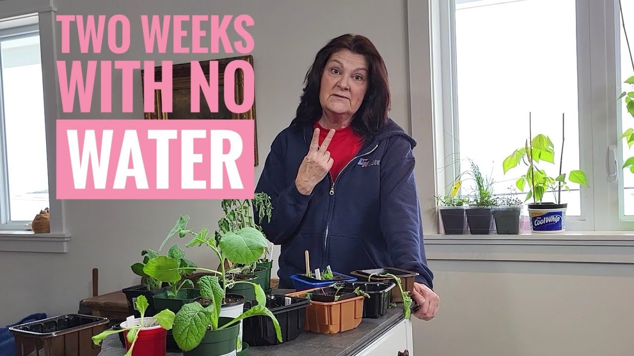 How are the plants after being away for 2 weeks