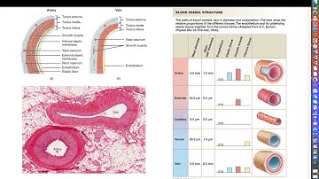 Human Physiology - Chapter 20 Lecture (NEW) - Part 1- Blood Vessel Composition and Characteristics