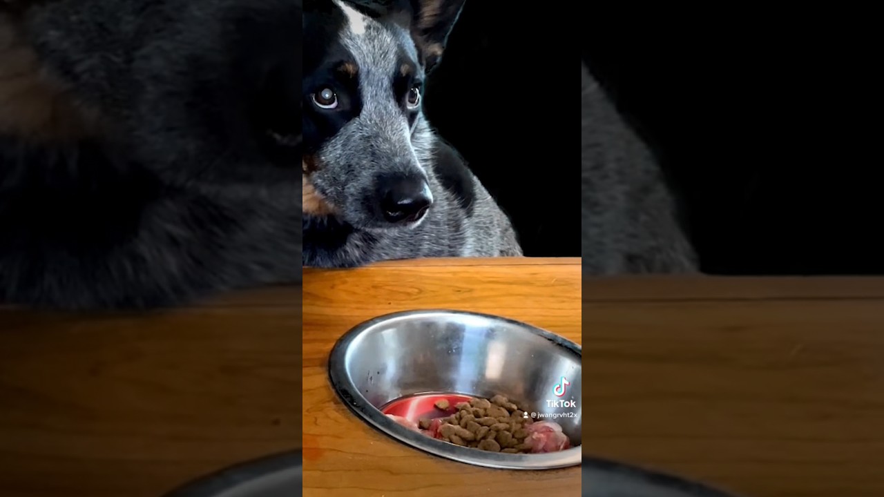 Australian cattle dogs eating raw chicken bones dog eat asmr pet 