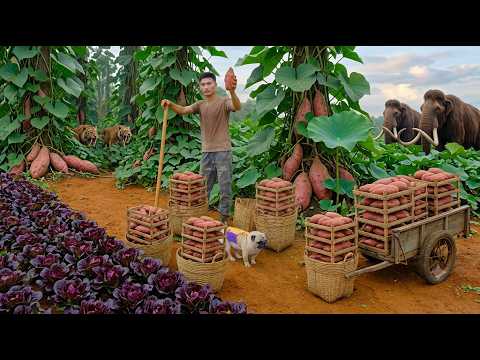 Harvest Sweet Potatoes After 6 Months  To Sell - Cooking - Plant More Sweet Potatoes From The Vines