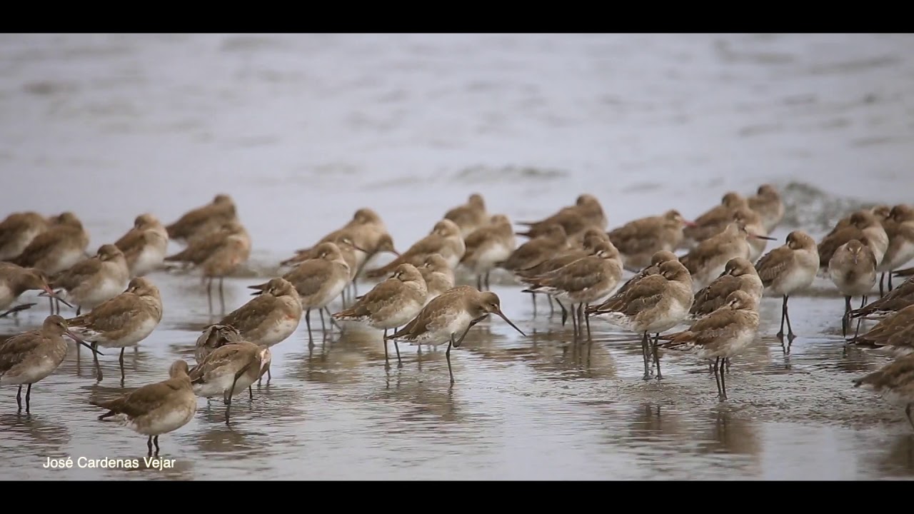 Limosa haemastica - Hudsonian godwit