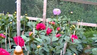 Dahlia. Growing Championship Dahlias. Week 17.