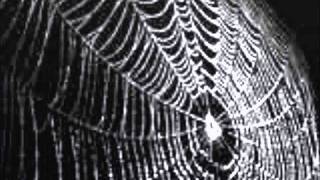 Video thumbnail of "spider in my web"