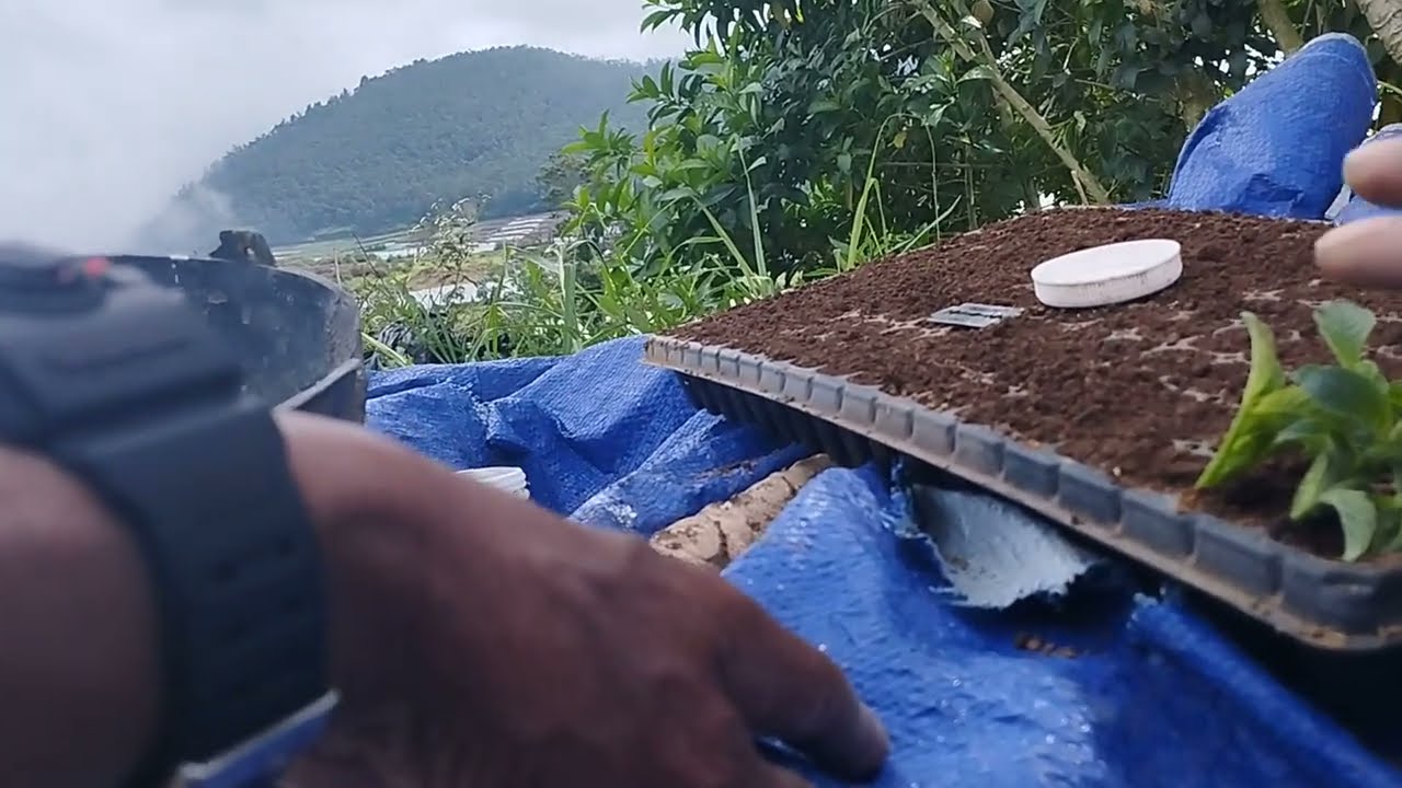 cara setek tanaman kentang untuk buat bibit masa depan