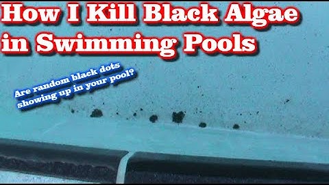Tips for Swimming Pool Black Algae Removal