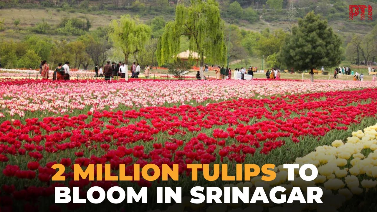 Nearly two million tulip bulbs set to bloom at Srinagar’s Tulip Garden next spring