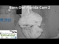 Barn Owl Florida Cam 2| The Charter Group of Wildlife Ecology| University of Florida