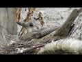 Деряба и его гнездо ( Turdus viscivorus )