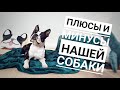 Плюсы и минус нашего Бостон-терьера/характеристики породы