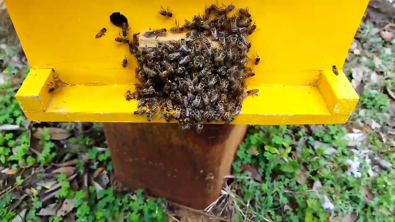 मधुमक्खियों का झुंड भाग रहा है कैसे नियंत्रित करें#Bee swarm is running away, how to control it #hp