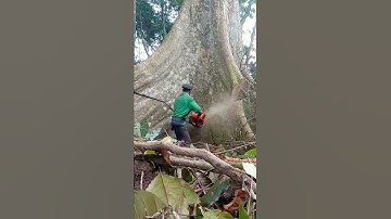 Logging of giant trees#satisfying #tree #asmr #oddlysatisfying #fypシ