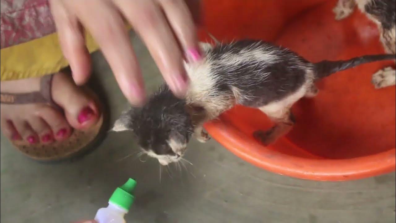 Baby cat is drinking human milk ,cute cats, funny cats [ most beautuful
