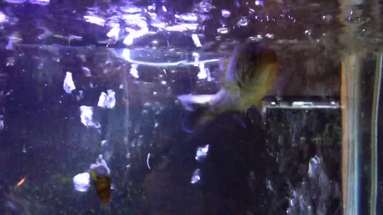 Native PA aquarium YouTube