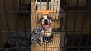 This dog’s reaction getting adopted is amazing ❤️ @adoptingdogs