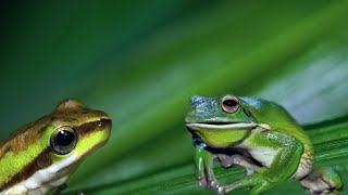 Talking Frogs - This Funny Frog Is Talking Some Strange Words