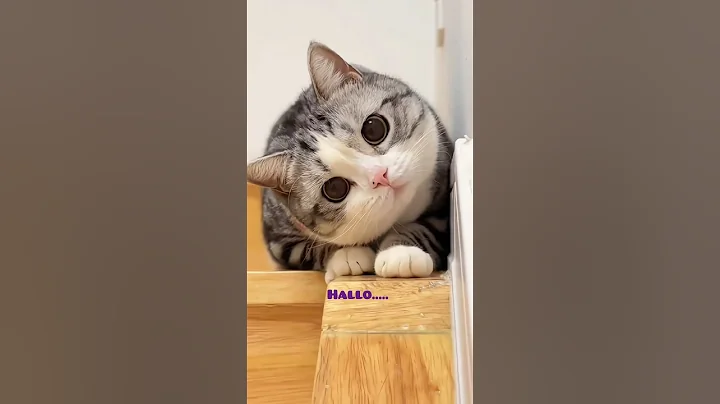 Watch the video about So funny cat hide 😹😻 #catvideos #catshorts #catlovers #funnycats