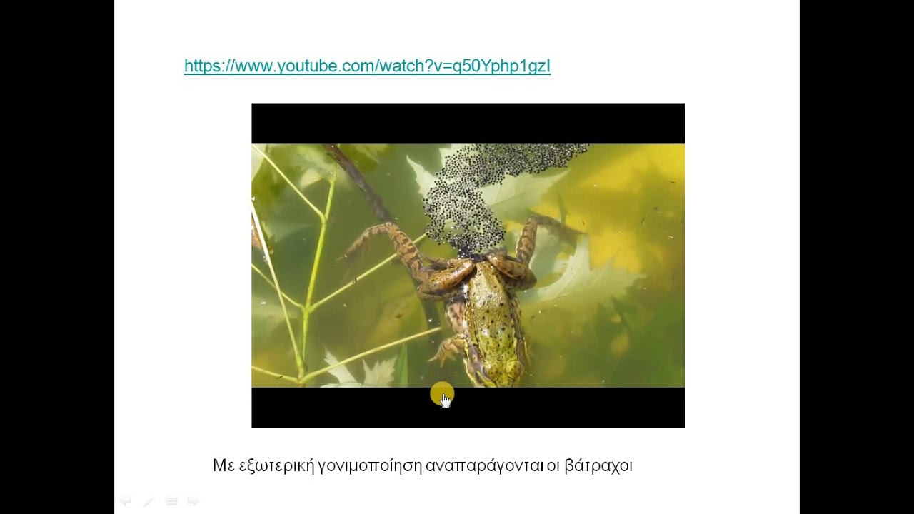 Βιολογία Β γυμνασίου  Εισαγωγή στην αναπαραγωγή των ζώων