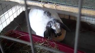 Eight Lop Eared Bunnies For Adoption Save Cape Ann