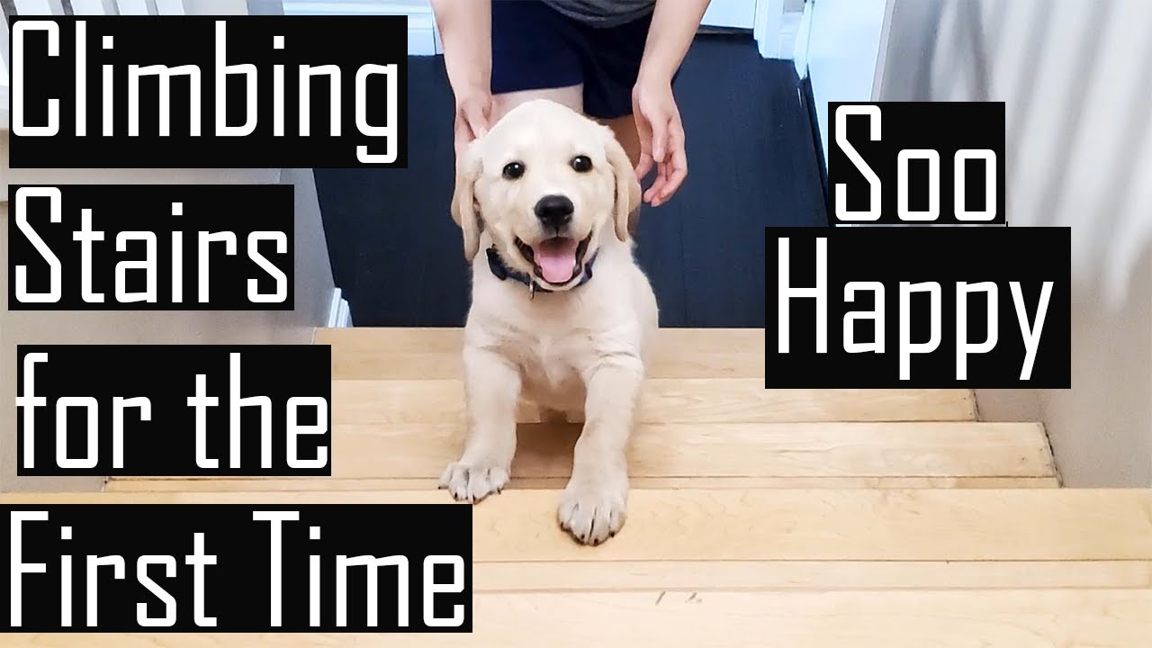 labrador puppy stairs