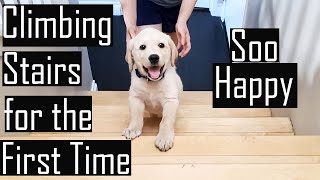 Our Labrador Puppy Climbing Stairs for the First Time | Very Happy Reaction | Cutest Video