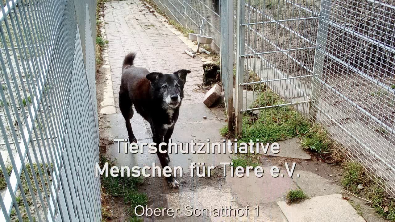 Tierschutzhof Schlatthof Live!