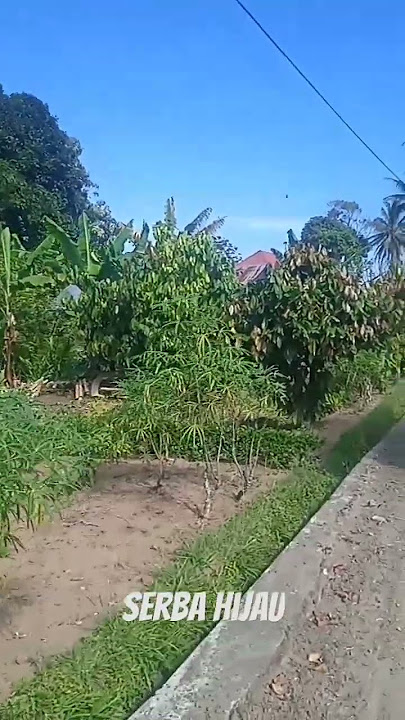 Semoga Portofolio Hijau seperti hijaunya dedaunan di pagi hari