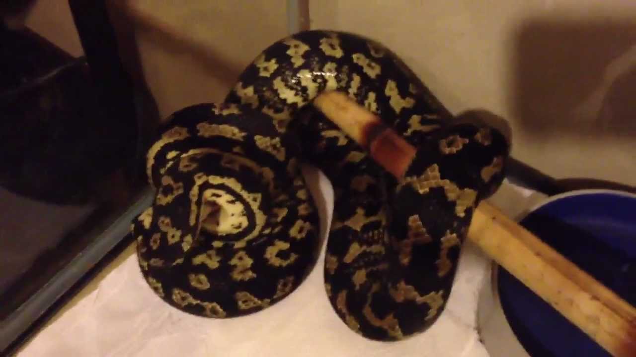 camera iphone 8 plus apk Pyrexx Reptiles - Jungle Carpet Update / Feeding