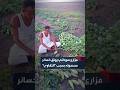 مزارع بمشروع الجزيرة وسط السودان  يوثق خسائر محصوله من التبش نتيجة رداءة  البذور  mp3
