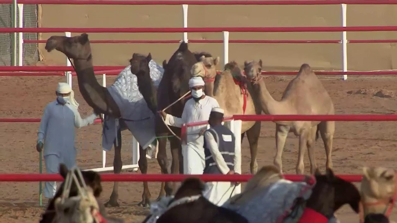 بث مباشر من فعاليات الدورة الـ15من مهرجان الظفرة 2021/2022 - مزاينة سويحان - اليوم الثالث