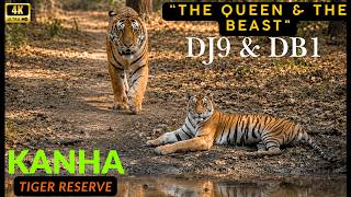 “THE QUEEN & THE BEAST"🔥DJ9 & DB1 TIGER 😱 | Kanha Tiger Reserve | #tiger