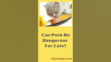 Can Pork be Dangerous for Cats? #Shorts #feedingcats #catpork