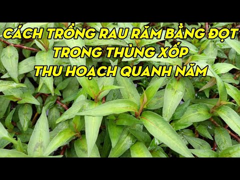 Video Cách Trồng Rau Răm Bằng Đọt Non Sống 100% | Phan Đức... - youtube