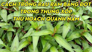 Cách Trồng Rau Răm Bằng Đọt Non Sống 100% | Phan Đức #102