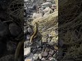 That’s not a fish… that’s an eel! 😱🎣 What a catch! #fishing #netfishing #nature #excitement