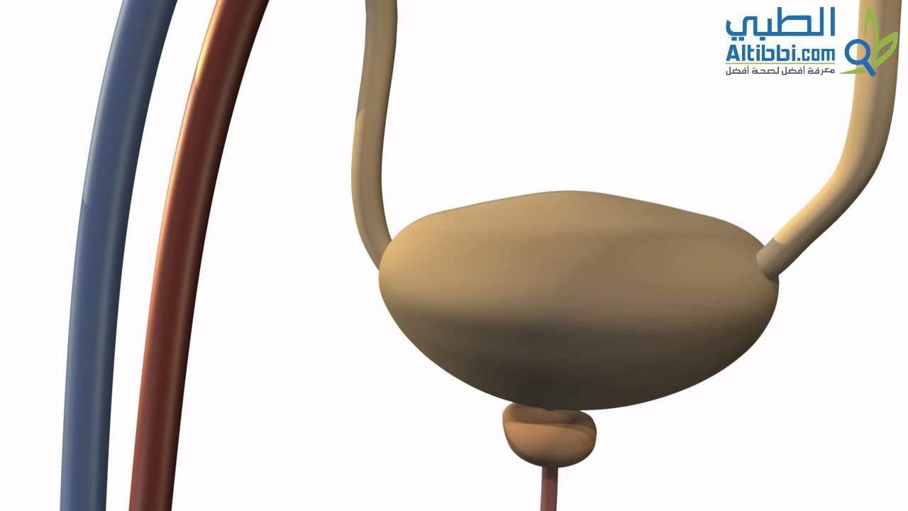 الجهاز البولي عند الإنسان - تشريح الجهاز البولي - الجزء الثاني