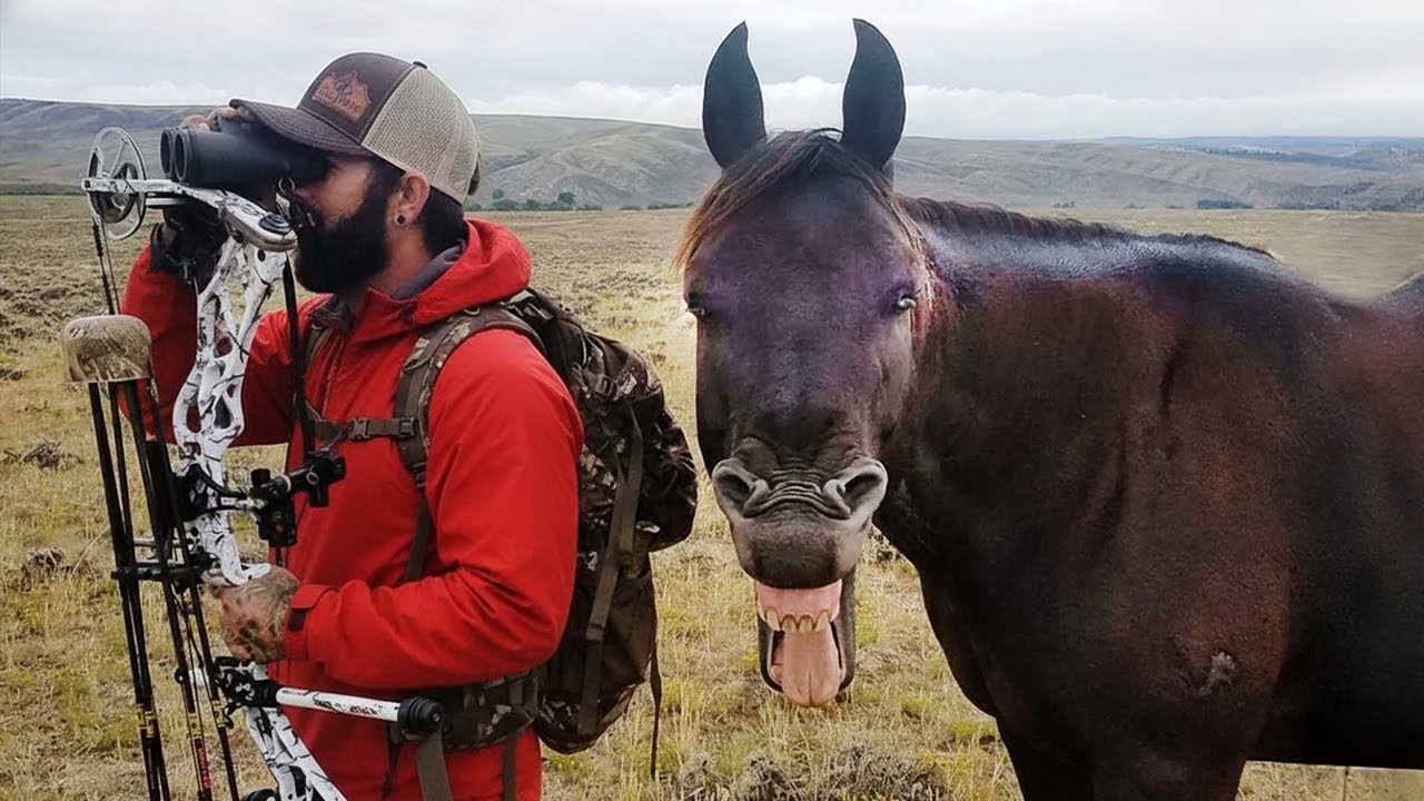 Лошади — самые смешные в мире 🤣 Смешные видео о животных 2025 года