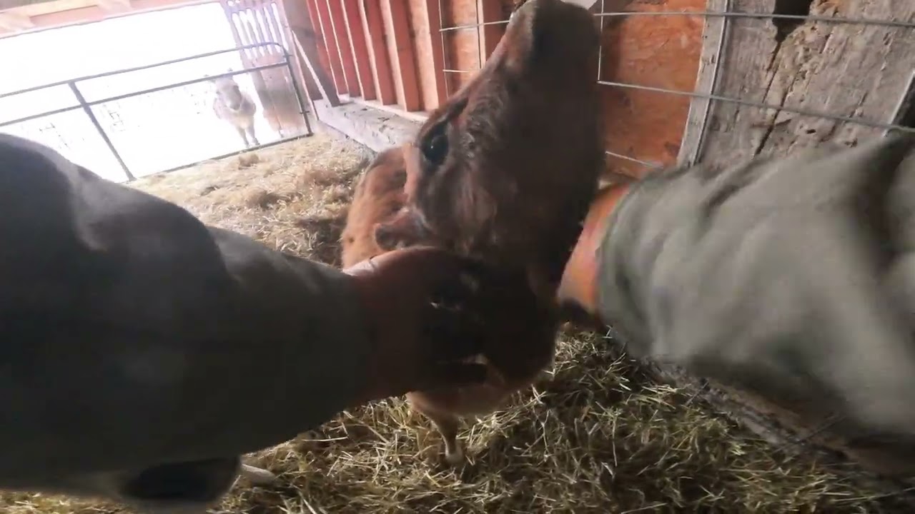 Good morning chickens! Wake up with us at Stillwater Mini Ranch 🐄