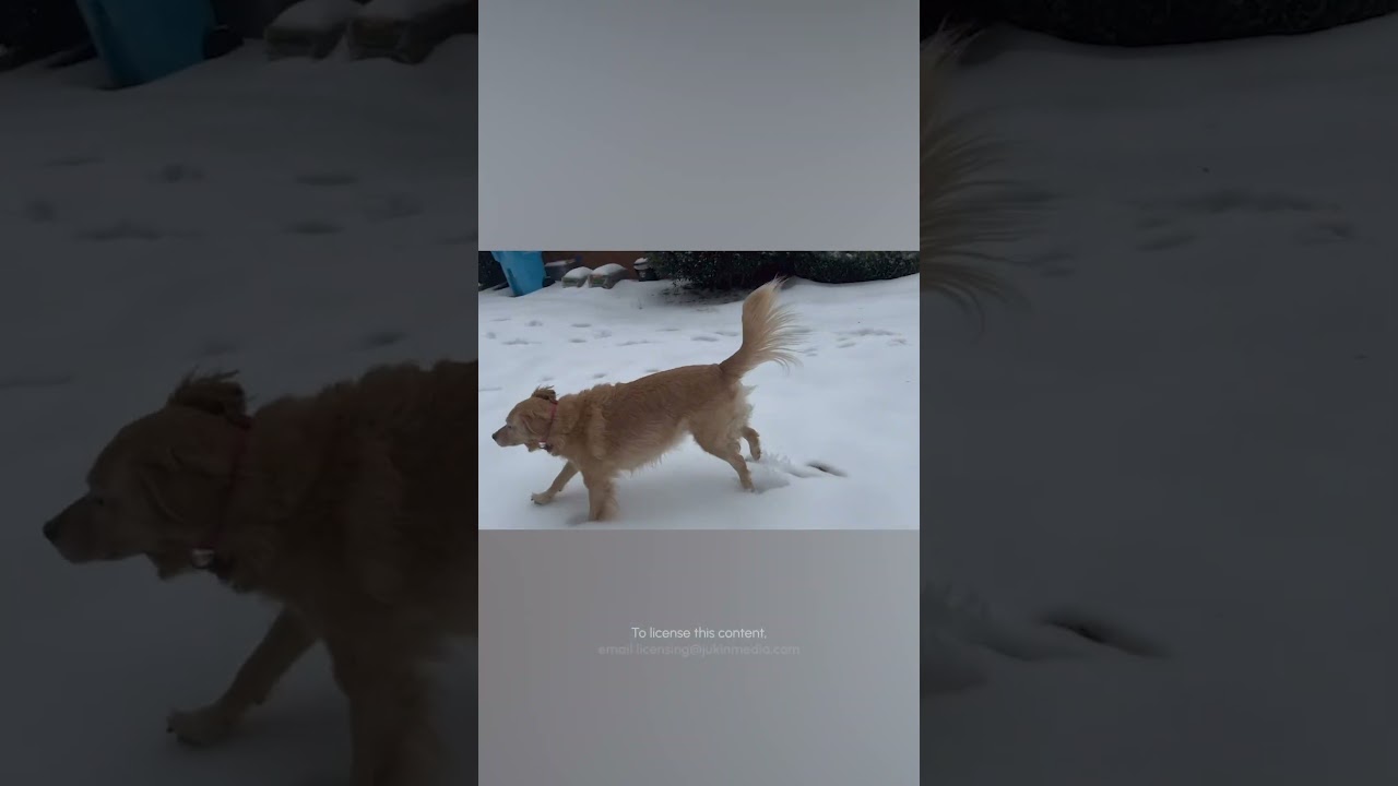 Golden Retriever Sees Snow For The First Time