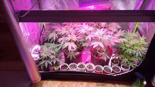 Dirty South Indoor Dank Garden update veg and flower tents with TNB Naturals #tnb #TeamTnb  🚜🌱💚💚