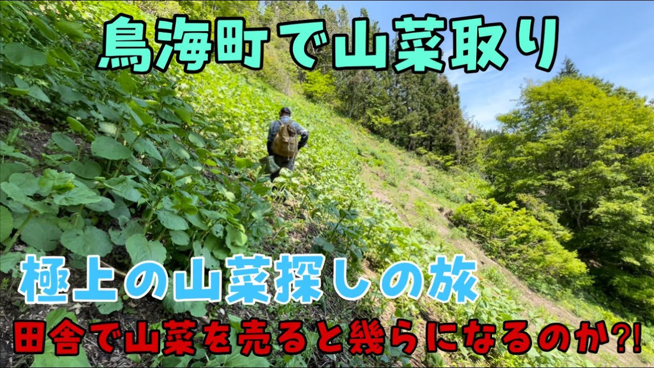 【秋田で起業】秋田県鳥海町で極上山菜取り！JAで売ってみたよ