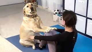 Unconventional Yoga Duo: Meet The Mom and Her Enthusiastic Dog by Tricksy Pets 2,021 views 7 months ago 5 minutes, 28 seconds