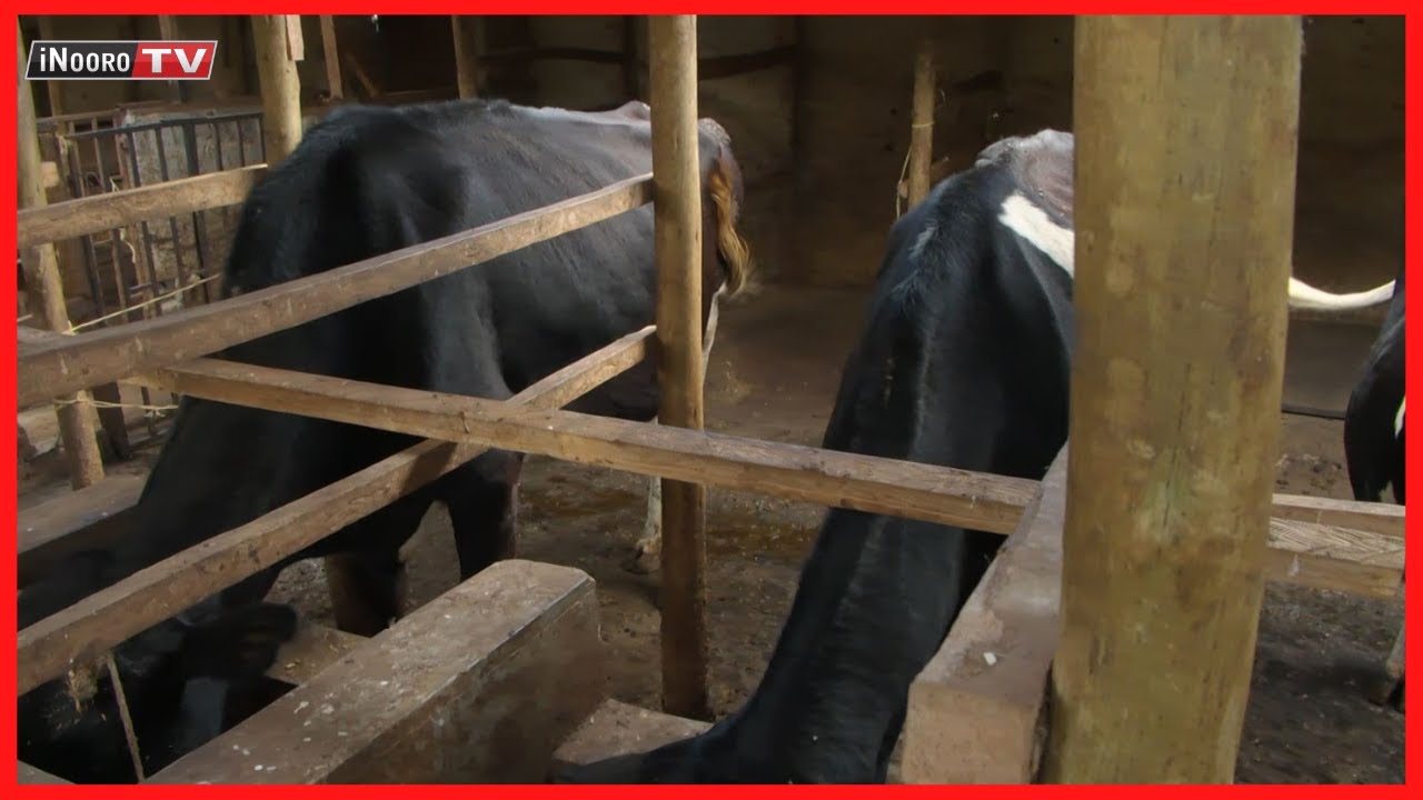 Ũrĩmi wa Ng’ombe cia iria na ũthondeki wa sĩlage Kimbimbi, Kirinyaga 