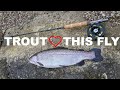 152 this fly will catch any stillwater trout 100  fly fishing uk