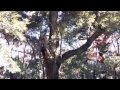 巨木(国立科学博物館付属自然教育園) の動画、YouTube動画。