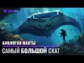 Биология самого большого Ската в мире Гигантские океанические Манты Биология самого большого Ската в мире Гигантские океанические Манты