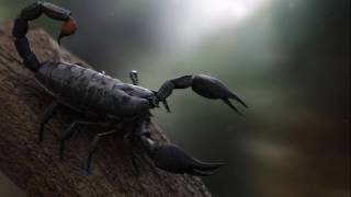 Ed Sheeran - Shape of You && Mickey Singh - Phone [Mashed] | DJ SCORPION